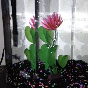 Meet your Posher, Debra